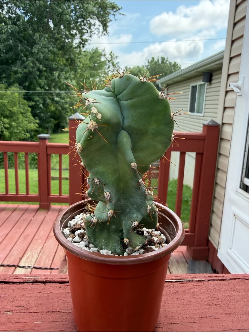 Spiral Cactus “Turbulence”